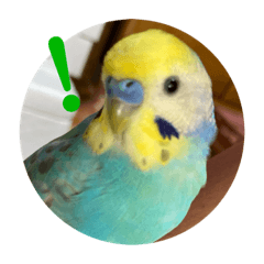 [LINEスタンプ] ルキちゃん セキセイインコ4の画像（メイン）