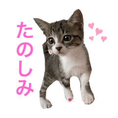 [LINEスタンプ] まつだモカのすたんぷ