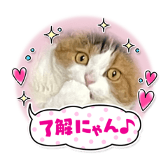 [LINEスタンプ] 私はモコ