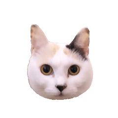 [LINEスタンプ] 猫のゆきとちびとまめ