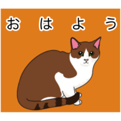 [LINEスタンプ] うちのにゃんこのシンプルあいさつ