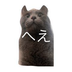 [LINEスタンプ] 猫たち(なかまたち)