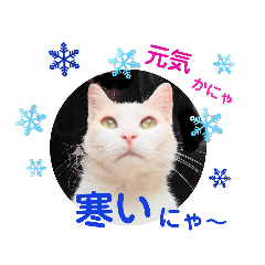 [LINEスタンプ] cutecat し～ちゃん     猫の日！