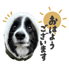 [LINEスタンプ] ボーダーコリー『ヒカセナ』②