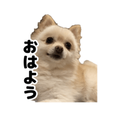 [LINEスタンプ] 使いやすいさくらスタンプ