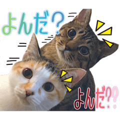 [LINEスタンプ] Johnny ＆ Chocola ＆ かりん ⑫