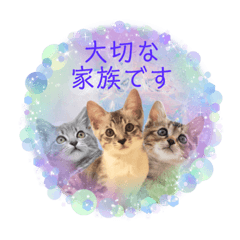 [LINEスタンプ] テヌレオポンVol.3猫の日スタンプ