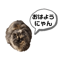 [LINEスタンプ] サビ猫のタヌキぼこけんちゃんのスタンプ