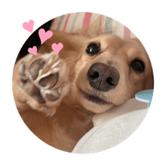 [LINEスタンプ] わんこのきもち3