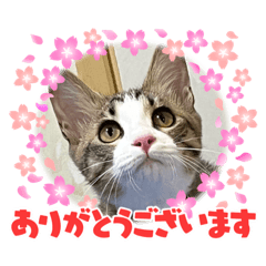 [LINEスタンプ] もかの使えるご挨拶