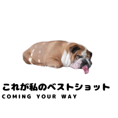 [LINEスタンプ] ワンダフルドッグズ