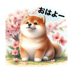 [LINEスタンプ] ぽってり柴犬