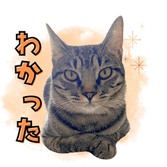 [LINEスタンプ] きじとら猫のスタンプ（ひじき）