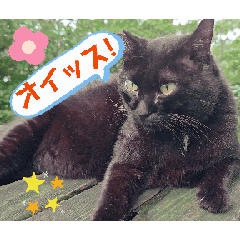 [LINEスタンプ] 猫アニメーションの画像（メイン）