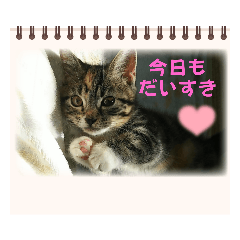 [LINEスタンプ] マンチカンのきなこちゃん♡№3