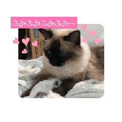 [LINEスタンプ] きーちゃんともんくんの癒しスタンプ