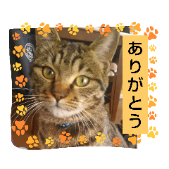 [LINEスタンプ] 癒し系ねこちゃんあいさつスタンプ