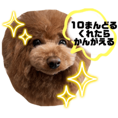 [LINEスタンプ] cocomarスタンプ