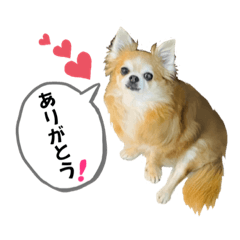 [LINEスタンプ] 我が家のアイドル♪あんちゃんだよ！