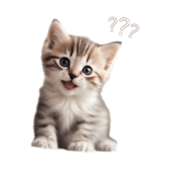 [LINEスタンプ] こねこたちの日常で使えるスタンプ