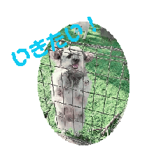 [LINEスタンプ] 犬いぬかわいいっ