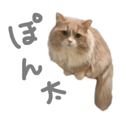 [LINEスタンプ] ぼくはぽん太