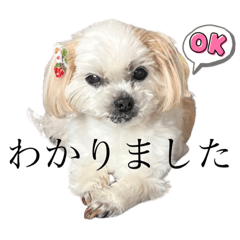 [LINEスタンプ] @momopupgood