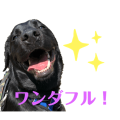 [LINEスタンプ] 黒ラブMAXラブラドールの画像（メイン）