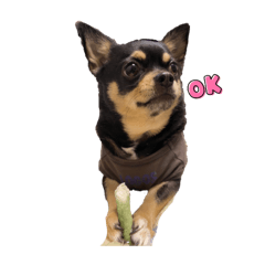 [LINEスタンプ] 大きめ チワワ