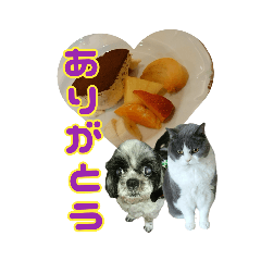 [LINEスタンプ] 犬LOVE猫