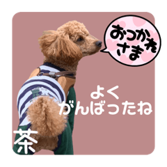 [LINEスタンプ] トイプードルの茶色くん