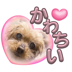 [LINEスタンプ] 我が家のアロハちゃん❽