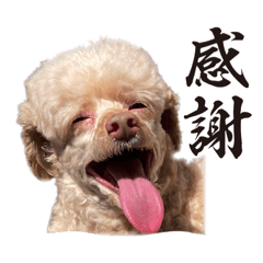 [LINEスタンプ] 【可愛い】レオン君感情爆発スタンプ