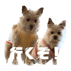 [LINEスタンプ] わんちゃち