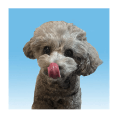 [LINEスタンプ] あくあ君日常使い