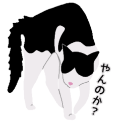 [LINEスタンプ] ハチワレ猫の日常使いできるスタンプ