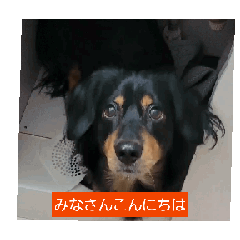 [LINEスタンプ] 喋る犬達