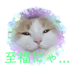 [LINEスタンプ] 猫のムーたんダヨ