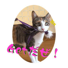 [LINEスタンプ] 前髪ノルくんと三毛猫メルちゃん