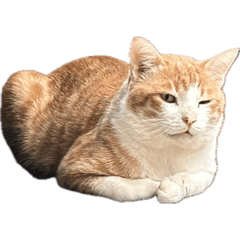 [LINEスタンプ] うちの猫 オレー