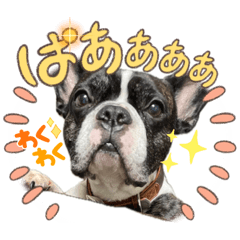 [LINEスタンプ] はんぺんさんちのブルちゃん3