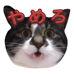 [LINEスタンプ] 愛猫らぁら