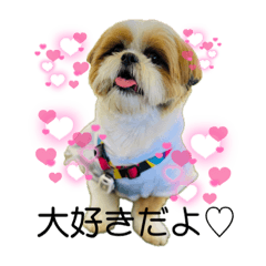 [LINEスタンプ] デカシーズー☆もぐ太 vol.4
