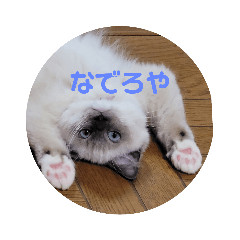 [LINEスタンプ] ラグドールのあおちゃん