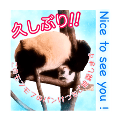 [LINEスタンプ] 我々動物連盟は代弁する vol.2 日常の挨拶