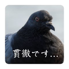 [LINEスタンプ] 仕事を頑張る鳩たち