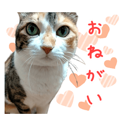 [LINEスタンプ] 三毛猫みーにゃ のんびりお返事