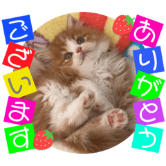 [LINEスタンプ] ねこまーち プリンスラブリー