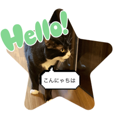 [LINEスタンプ] 猫の福来（4）スタンプ(=^x^=)