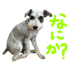 [LINEスタンプ] 毎日ジミー4